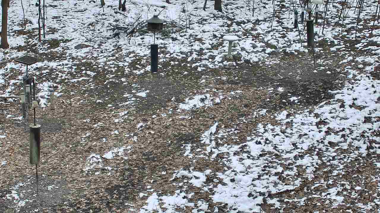 Thumbnail for current weather camera view from Cincinnati Nature Center in Batavia, Ohio