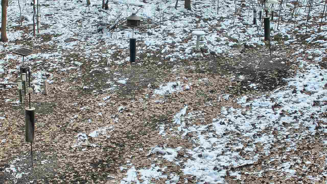 Thumbnail for current weather camera view from Cincinnati Nature Center in Batavia, Ohio