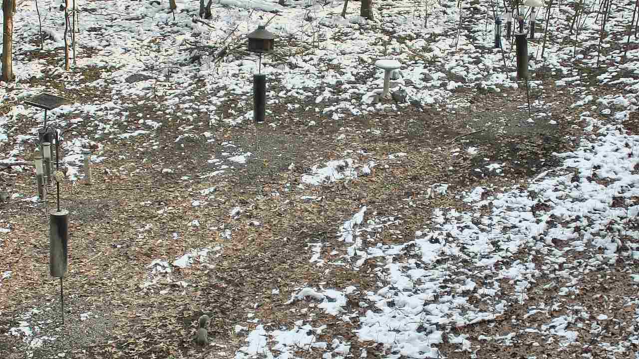 Thumbnail for current weather camera view from Cincinnati Nature Center in Batavia, Ohio