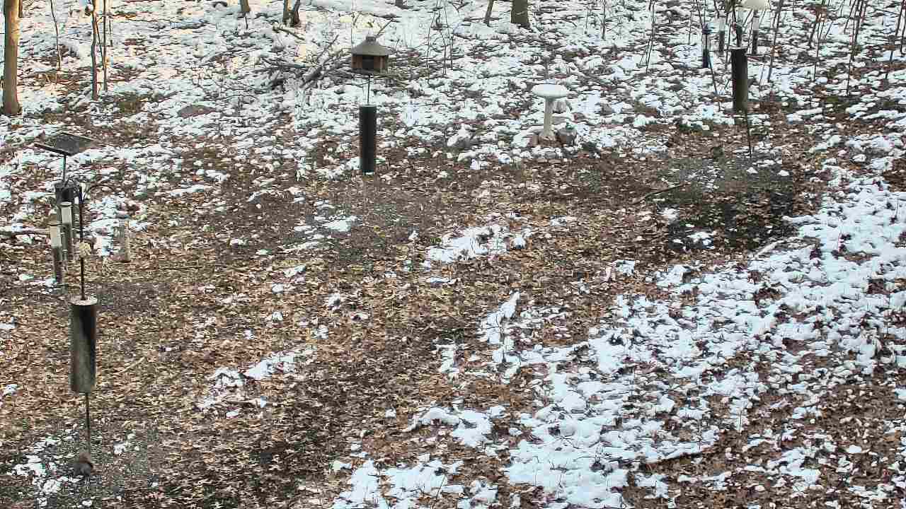 Thumbnail for current weather camera view from Cincinnati Nature Center in Batavia, Ohio