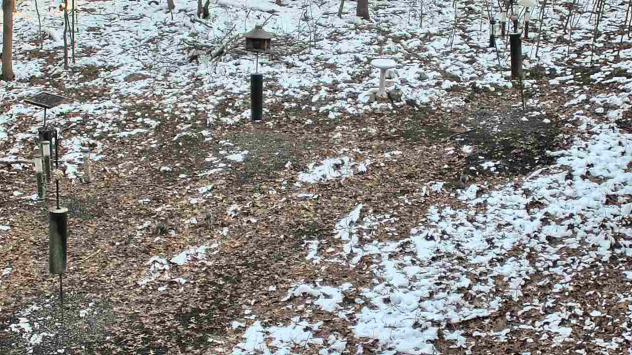 Thumbnail for current weather camera view from Cincinnati Nature Center in Batavia, Ohio