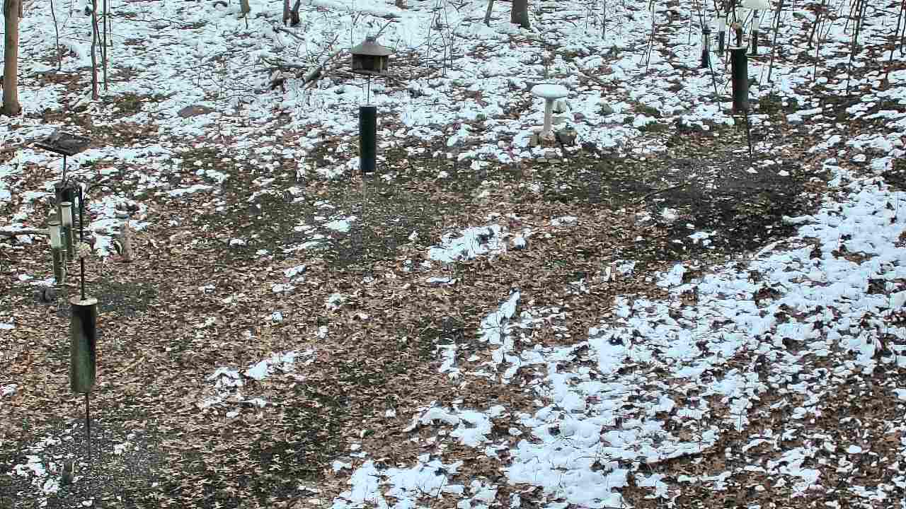 Thumbnail for current weather camera view from Cincinnati Nature Center in Batavia, Ohio