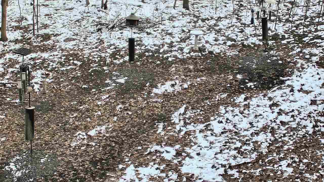 Thumbnail for current weather camera view from Cincinnati Nature Center in Batavia, Ohio