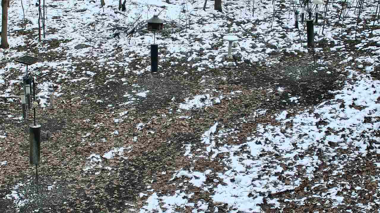 Thumbnail for current weather camera view from Cincinnati Nature Center in Batavia, Ohio