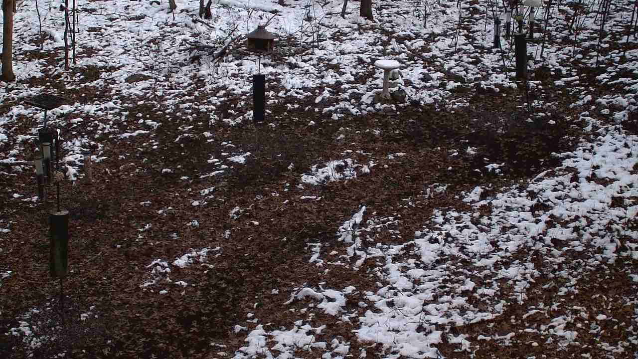 Thumbnail for current weather camera view from Cincinnati Nature Center in Batavia, Ohio