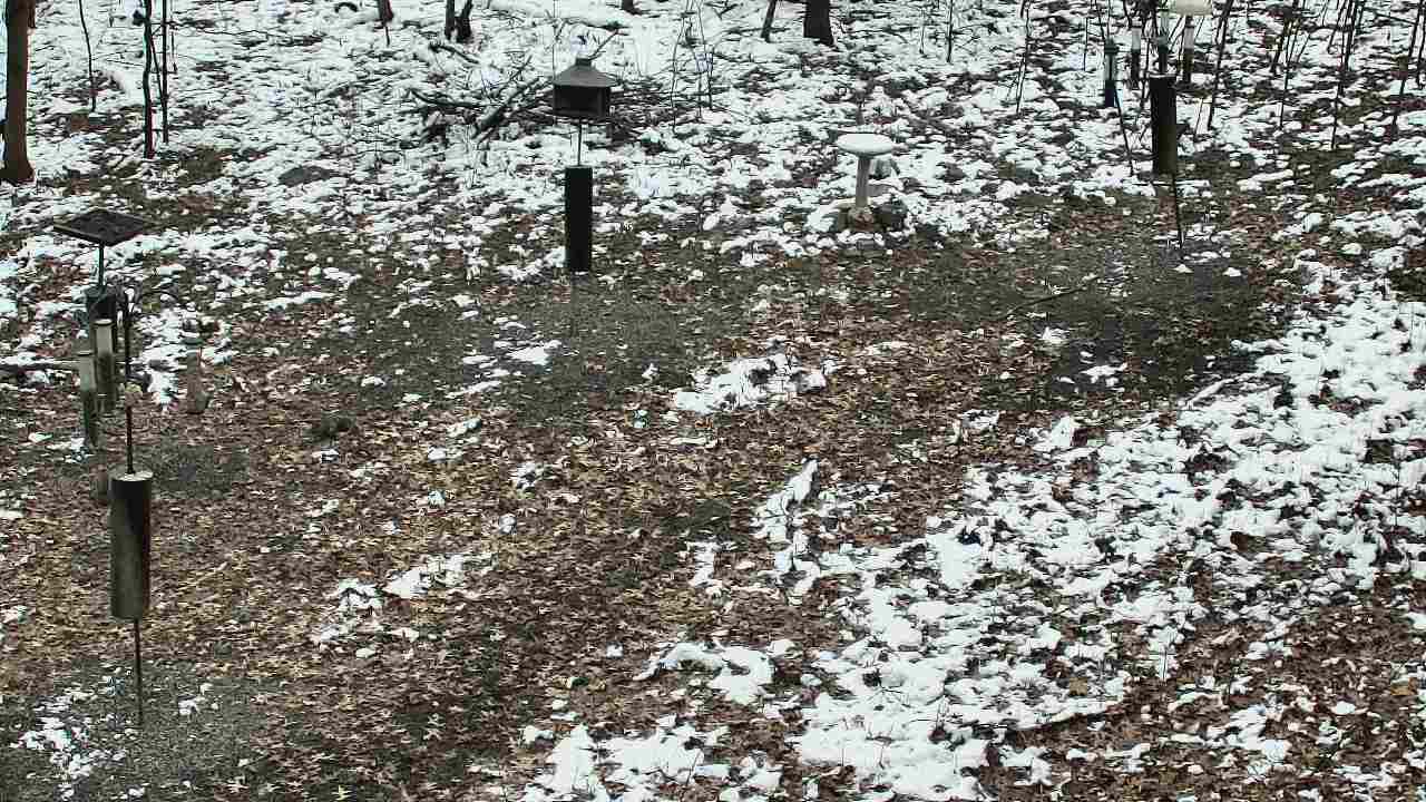 Thumbnail for current weather camera view from Cincinnati Nature Center in Batavia, Ohio