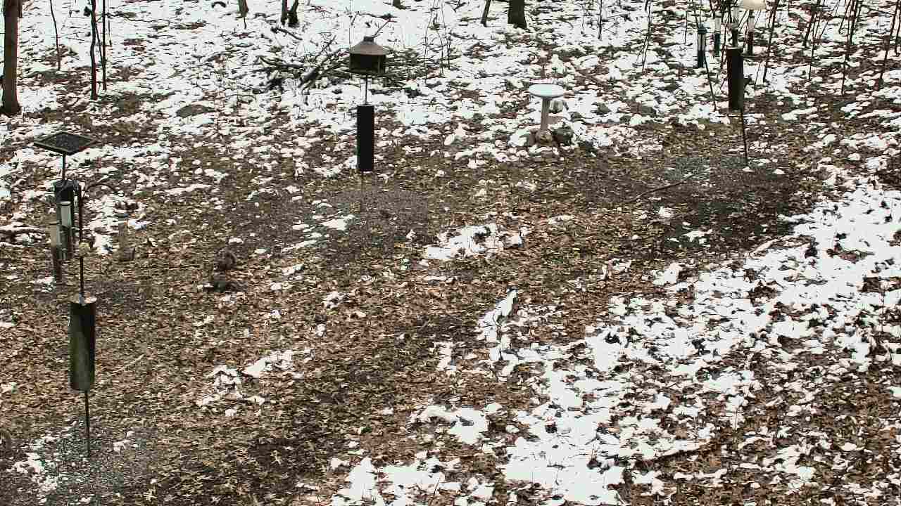 Thumbnail for current weather camera view from Cincinnati Nature Center in Batavia, Ohio