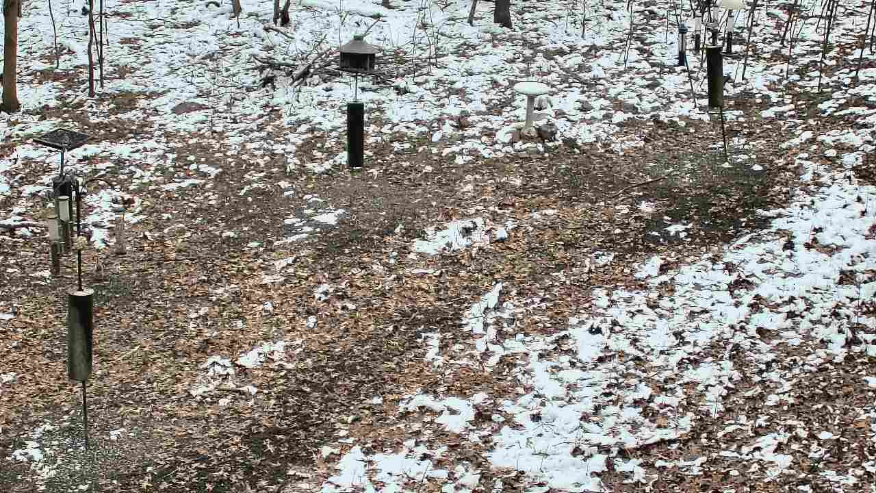 Thumbnail for current weather camera view from Cincinnati Nature Center in Batavia, Ohio