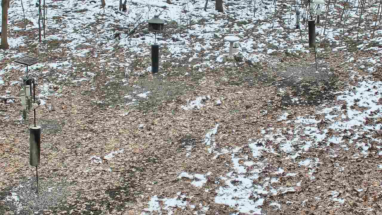 Thumbnail for current weather camera view from Cincinnati Nature Center in Batavia, Ohio