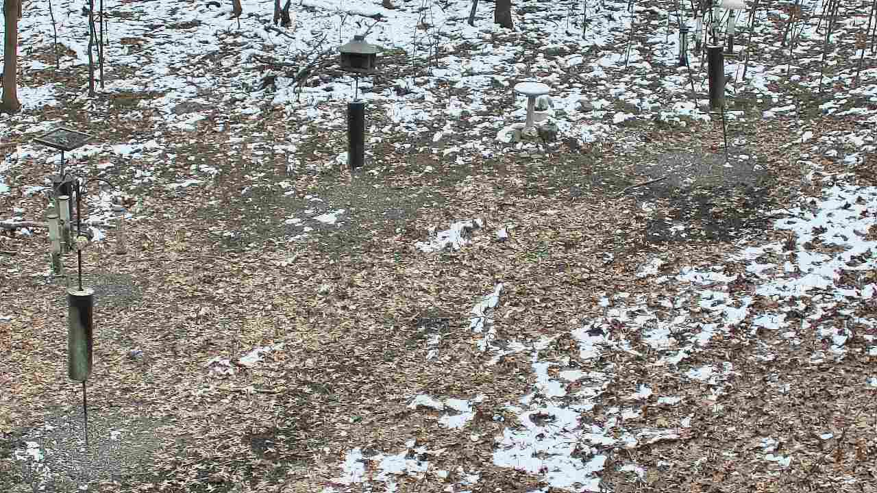 Thumbnail for current weather camera view from Cincinnati Nature Center in Batavia, Ohio