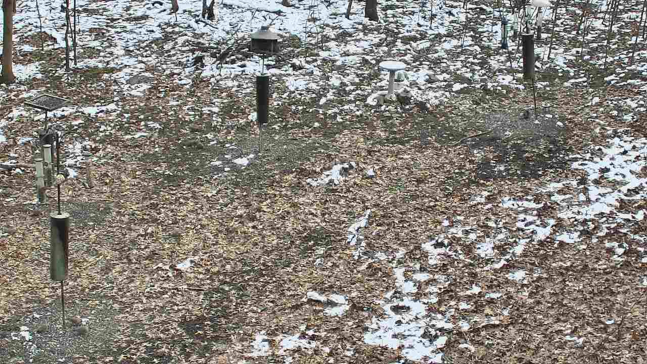 Thumbnail for current weather camera view from Cincinnati Nature Center in Batavia, Ohio