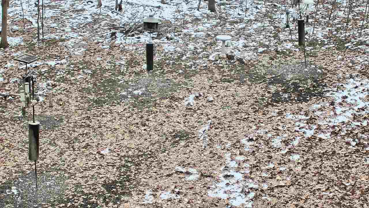 Thumbnail for current weather camera view from Cincinnati Nature Center in Batavia, Ohio