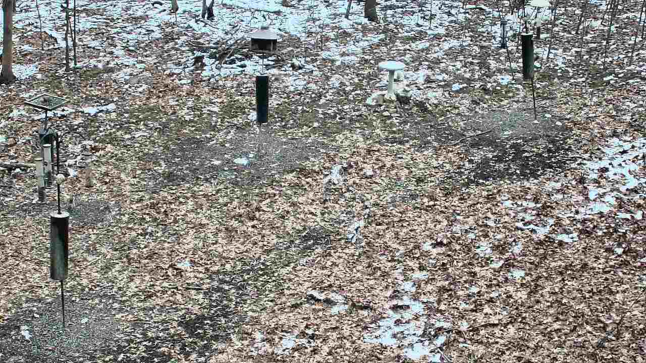 Thumbnail for current weather camera view from Cincinnati Nature Center in Batavia, Ohio