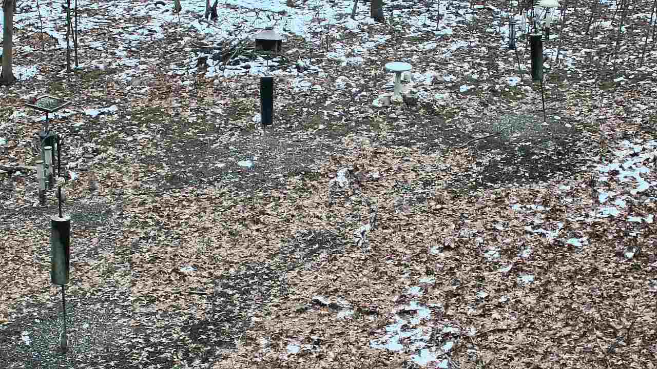 Thumbnail for current weather camera view from Cincinnati Nature Center in Batavia, Ohio