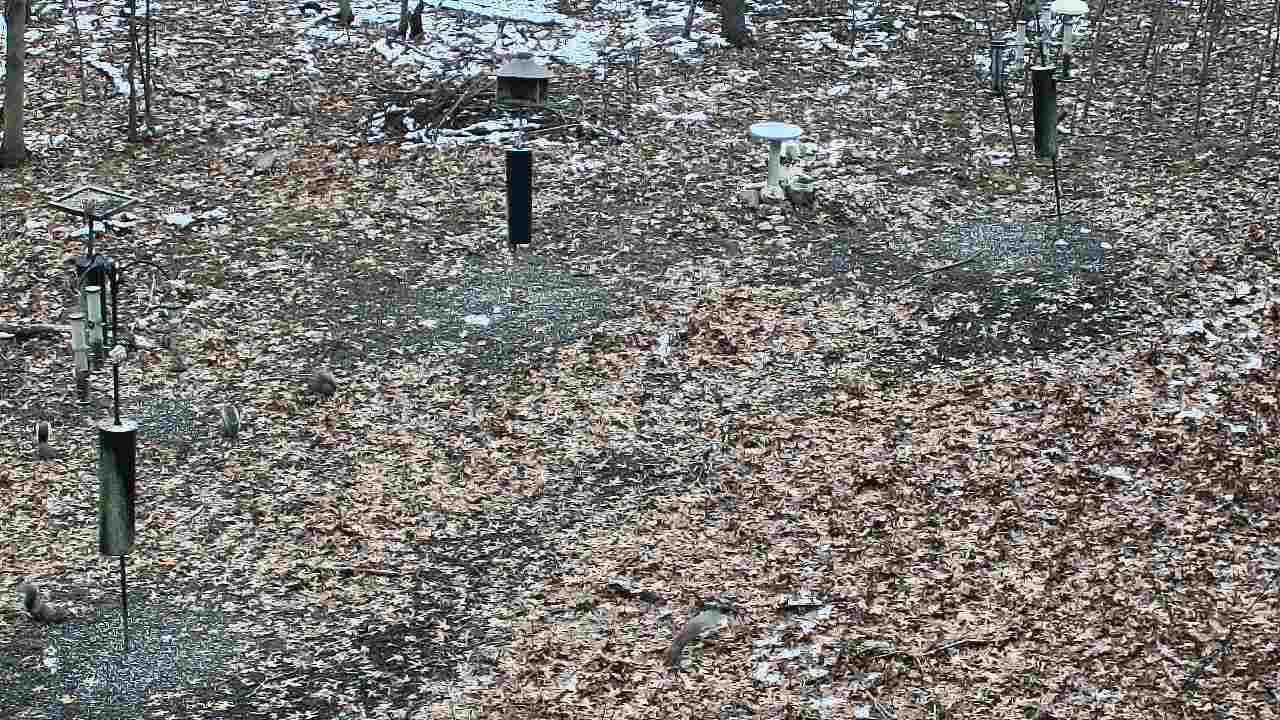 Thumbnail for current weather camera view from Cincinnati Nature Center in Batavia, Ohio