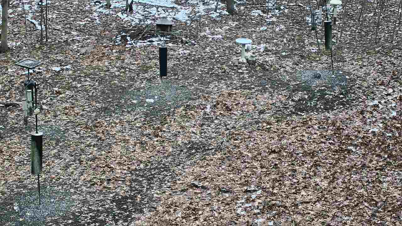 Thumbnail for current weather camera view from Cincinnati Nature Center in Batavia, Ohio