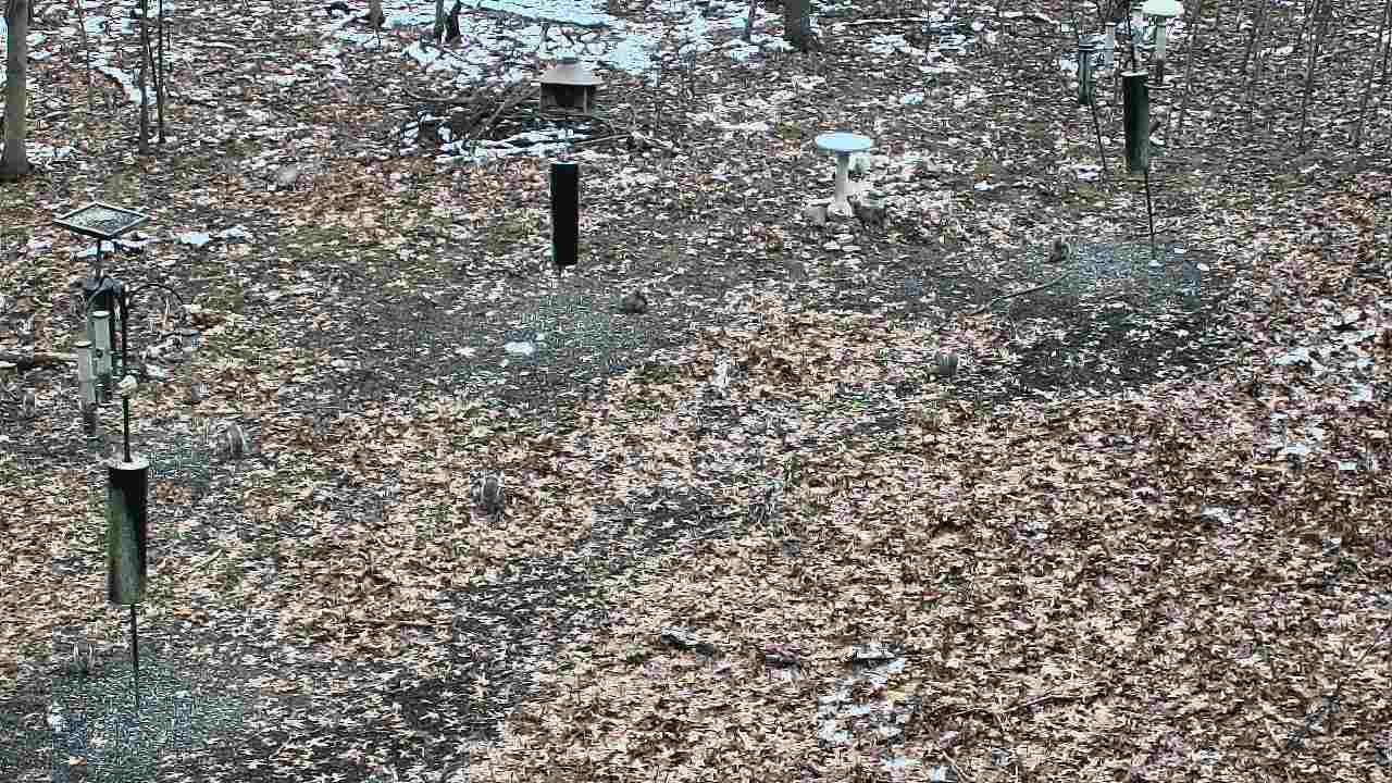 Thumbnail for current weather camera view from Cincinnati Nature Center in Batavia, Ohio