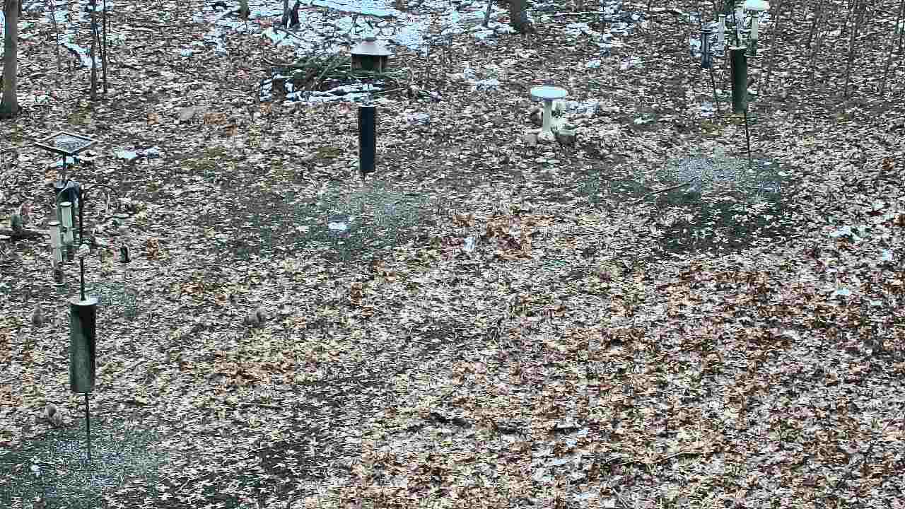 Thumbnail for current weather camera view from Cincinnati Nature Center in Batavia, Ohio