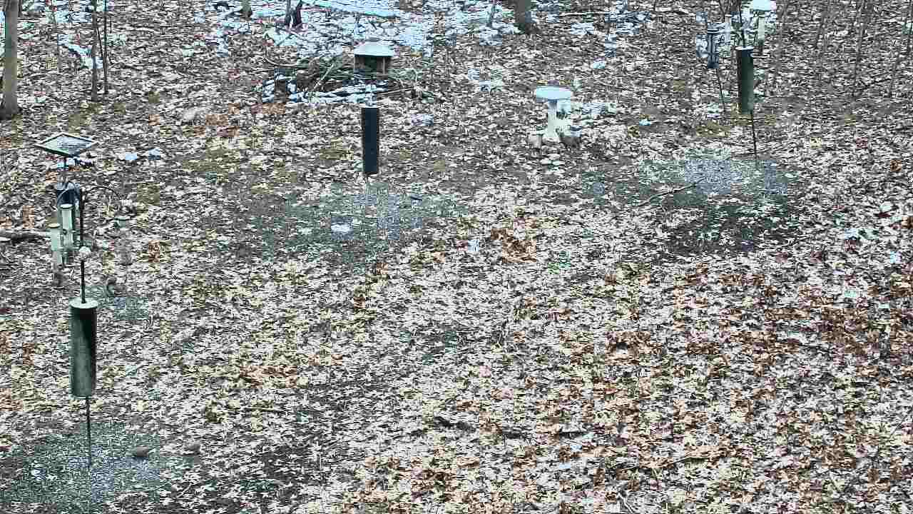 Thumbnail for current weather camera view from Cincinnati Nature Center in Batavia, Ohio