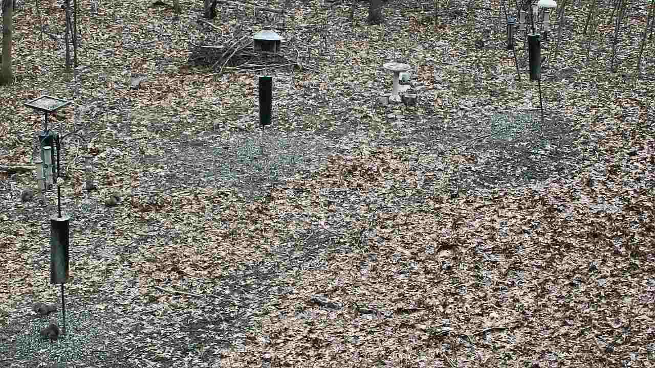 Thumbnail for current weather camera view from Cincinnati Nature Center in Batavia, Ohio