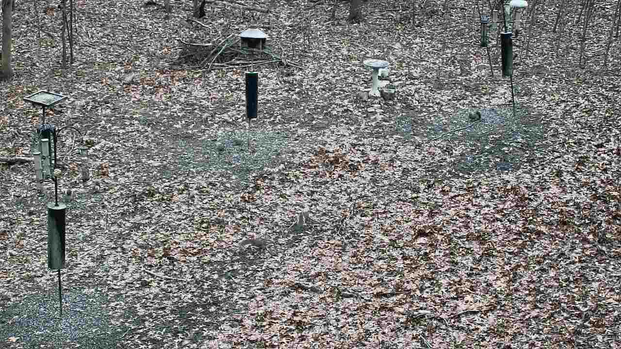 Thumbnail for current weather camera view from Cincinnati Nature Center in Batavia, Ohio