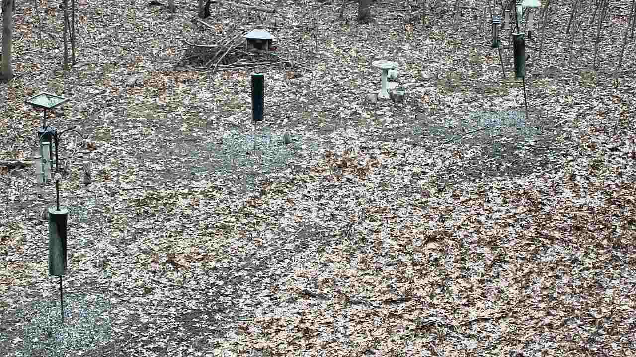 Thumbnail for current weather camera view from Cincinnati Nature Center in Batavia, Ohio