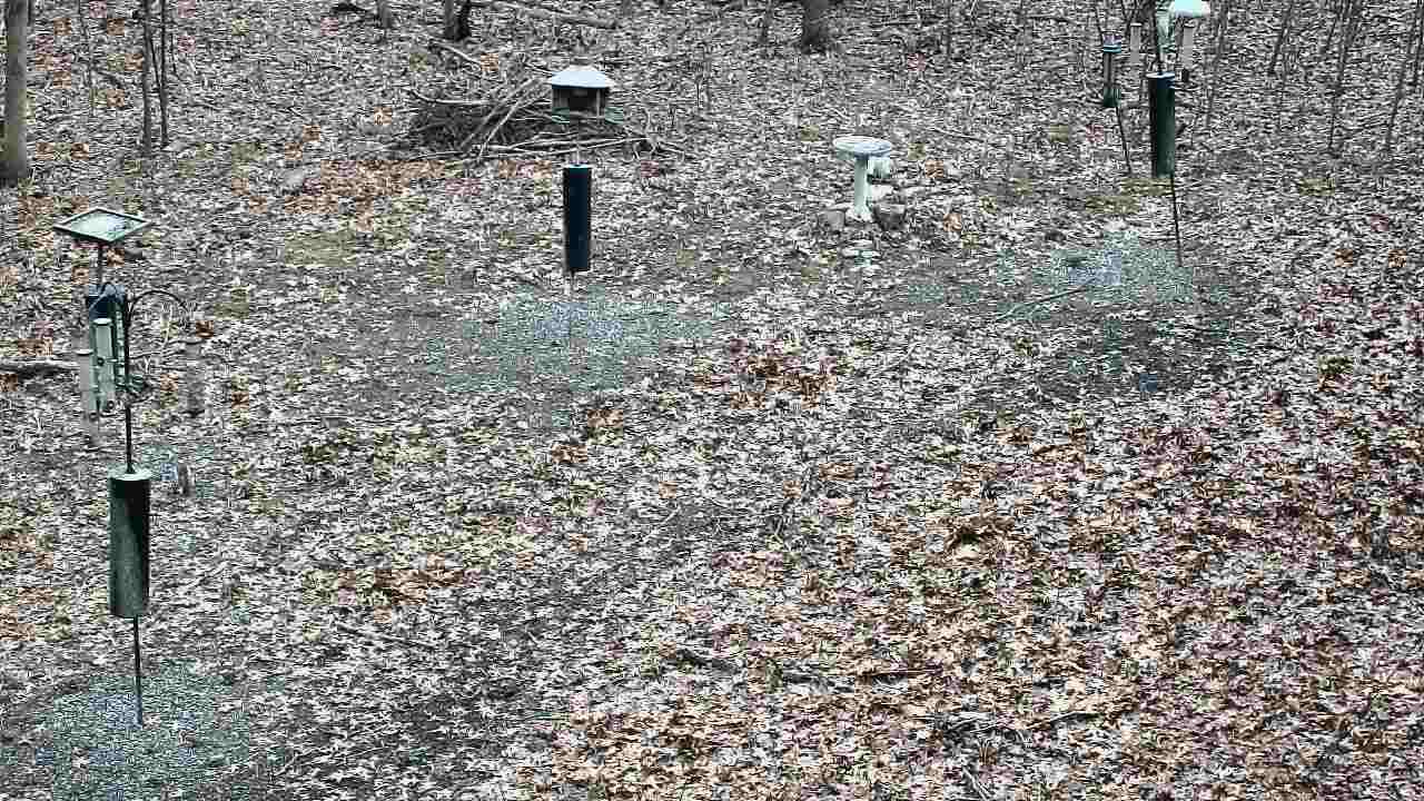Thumbnail for current weather camera view from Cincinnati Nature Center in Batavia, Ohio