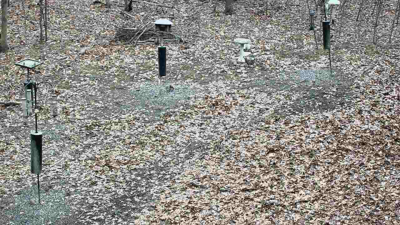 Thumbnail for current weather camera view from Cincinnati Nature Center in Batavia, Ohio