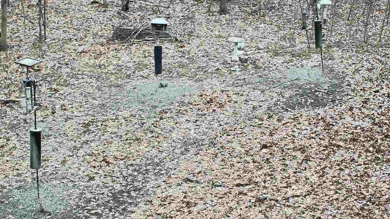 Thumbnail for current weather camera view from Cincinnati Nature Center in Batavia, Ohio