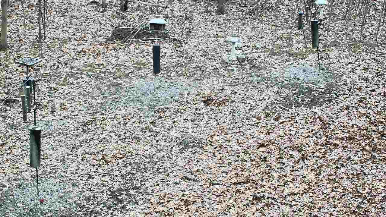 Thumbnail for current weather camera view from Cincinnati Nature Center in Batavia, Ohio