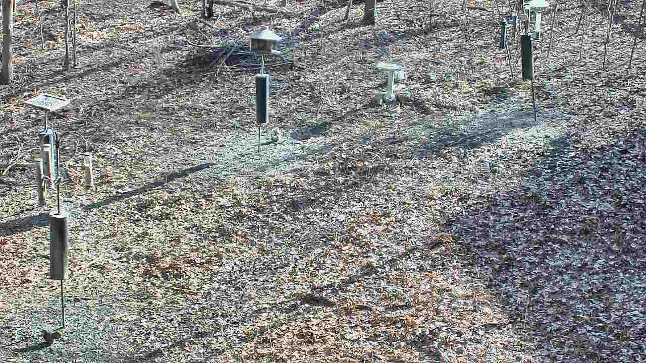 Thumbnail for current weather camera view from Cincinnati Nature Center in Batavia, Ohio