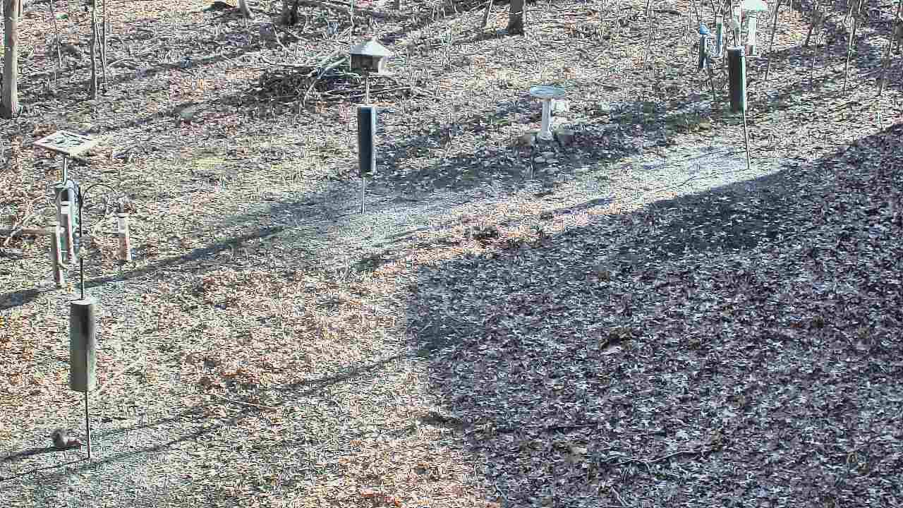 Thumbnail for current weather camera view from Cincinnati Nature Center in Batavia, Ohio