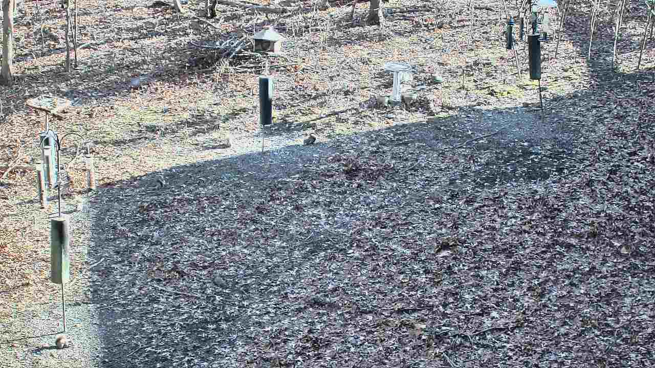 Thumbnail for current weather camera view from Cincinnati Nature Center in Batavia, Ohio