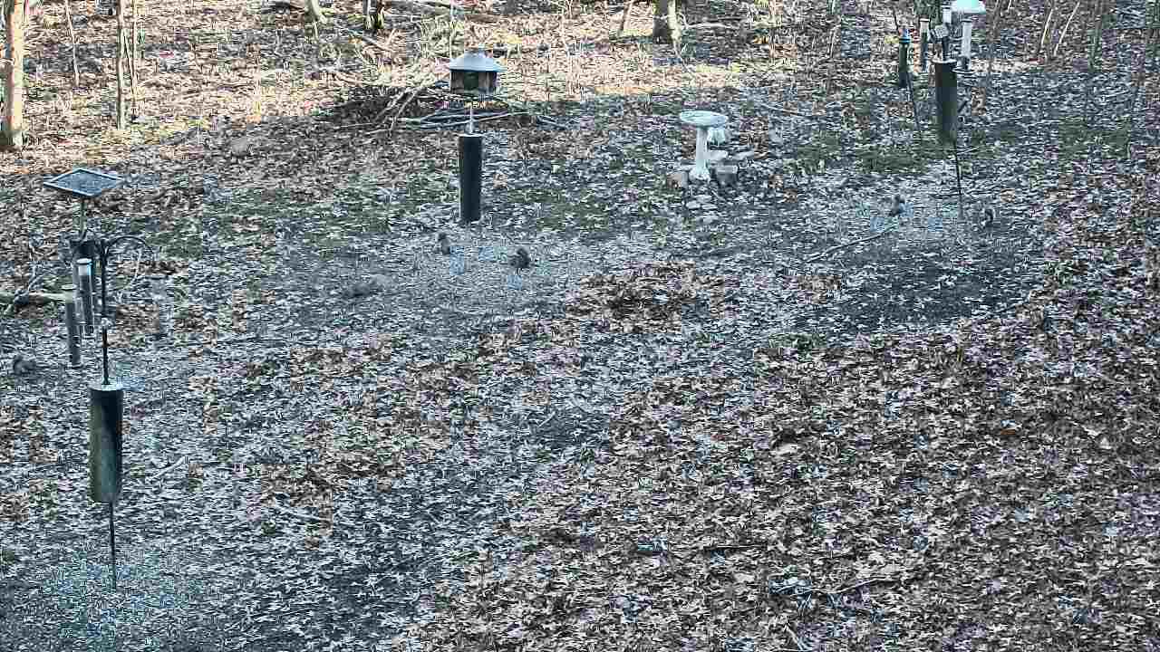 Thumbnail for current weather camera view from Cincinnati Nature Center in Batavia, Ohio