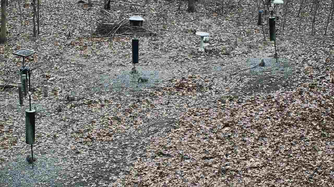 Thumbnail for current weather camera view from Cincinnati Nature Center in Batavia, Ohio