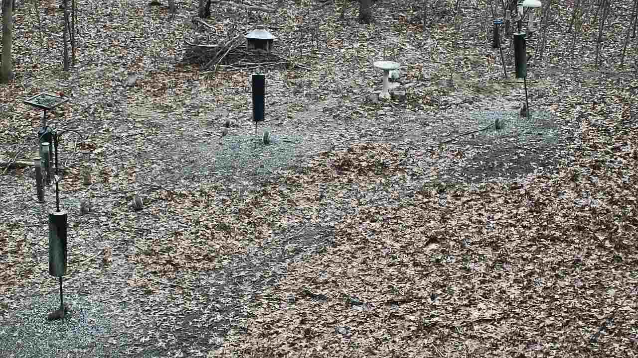 Thumbnail for current weather camera view from Cincinnati Nature Center in Batavia, Ohio