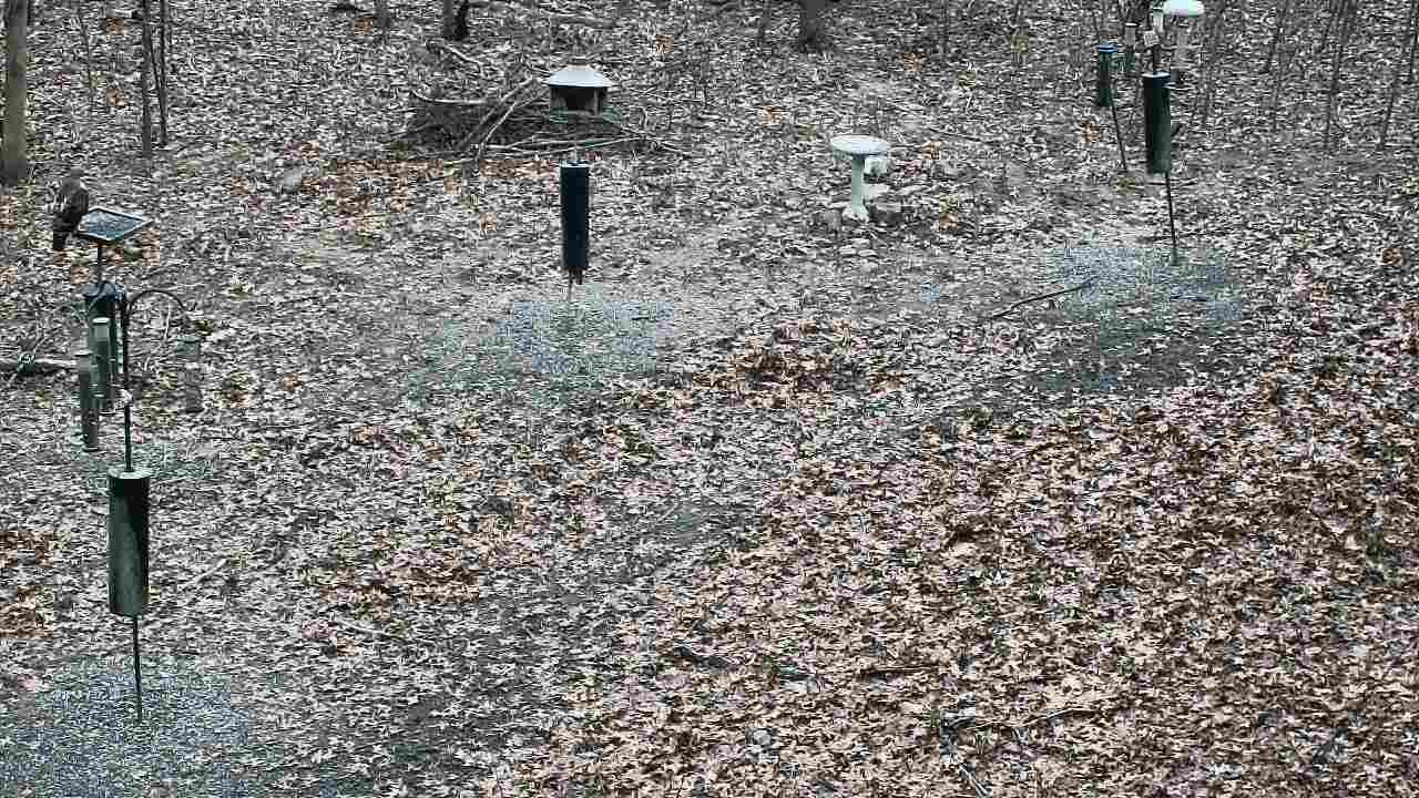 Thumbnail for current weather camera view from Cincinnati Nature Center in Batavia, Ohio