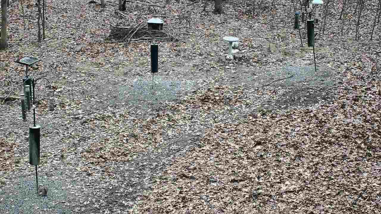 Thumbnail for current weather camera view from Cincinnati Nature Center in Batavia, Ohio