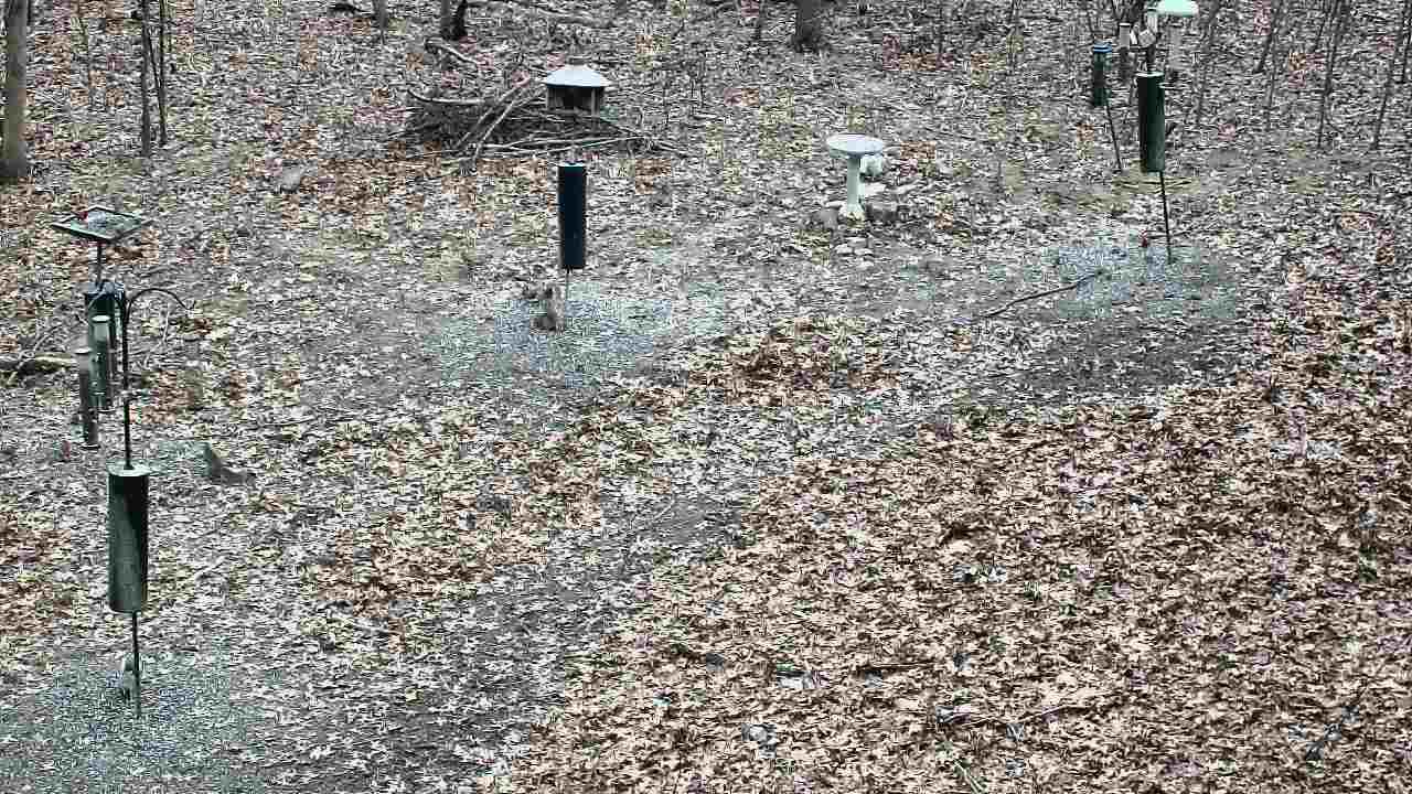 Thumbnail for current weather camera view from Cincinnati Nature Center in Batavia, Ohio