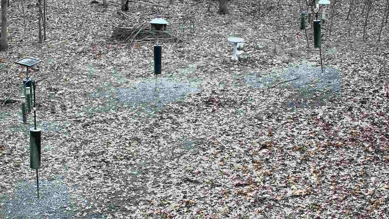 Thumbnail for current weather camera view from Cincinnati Nature Center in Batavia, Ohio