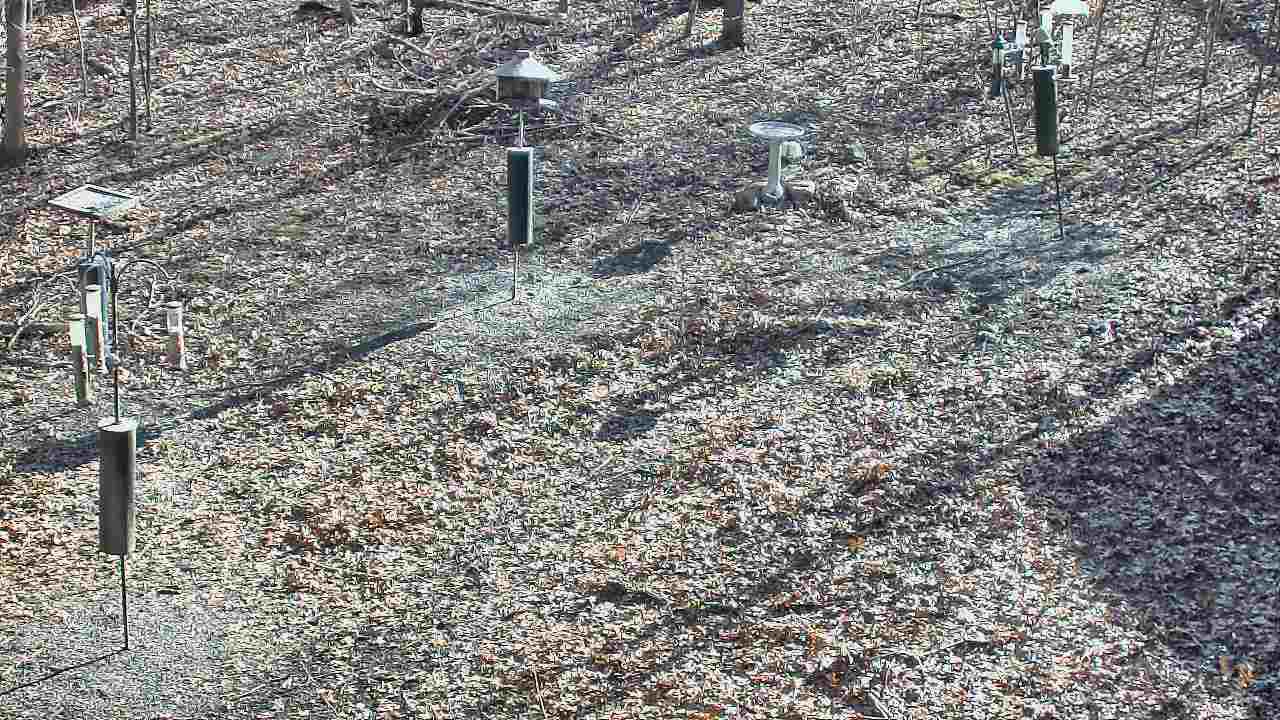 Thumbnail for current weather camera view from Cincinnati Nature Center in Batavia, Ohio