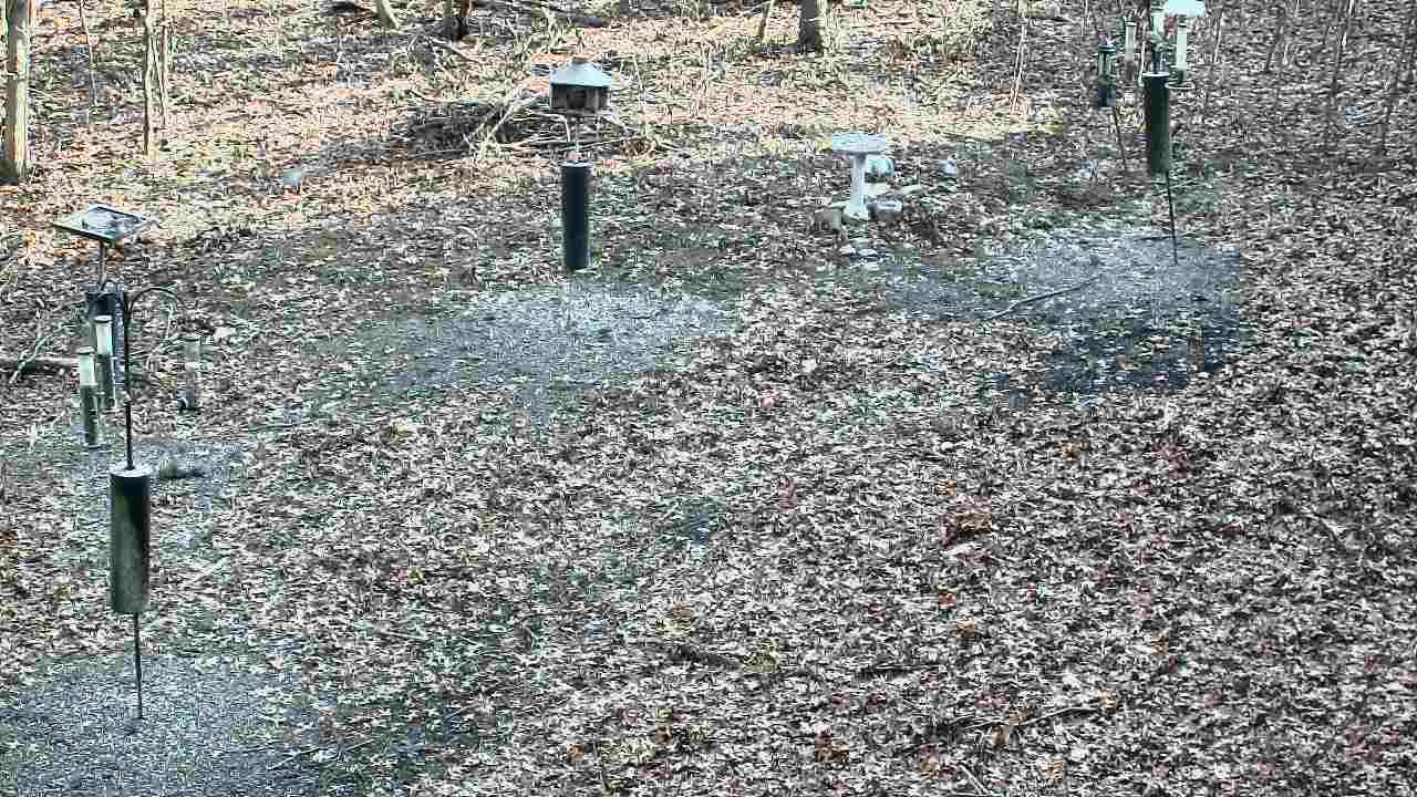 Thumbnail for current weather camera view from Cincinnati Nature Center in Batavia, Ohio