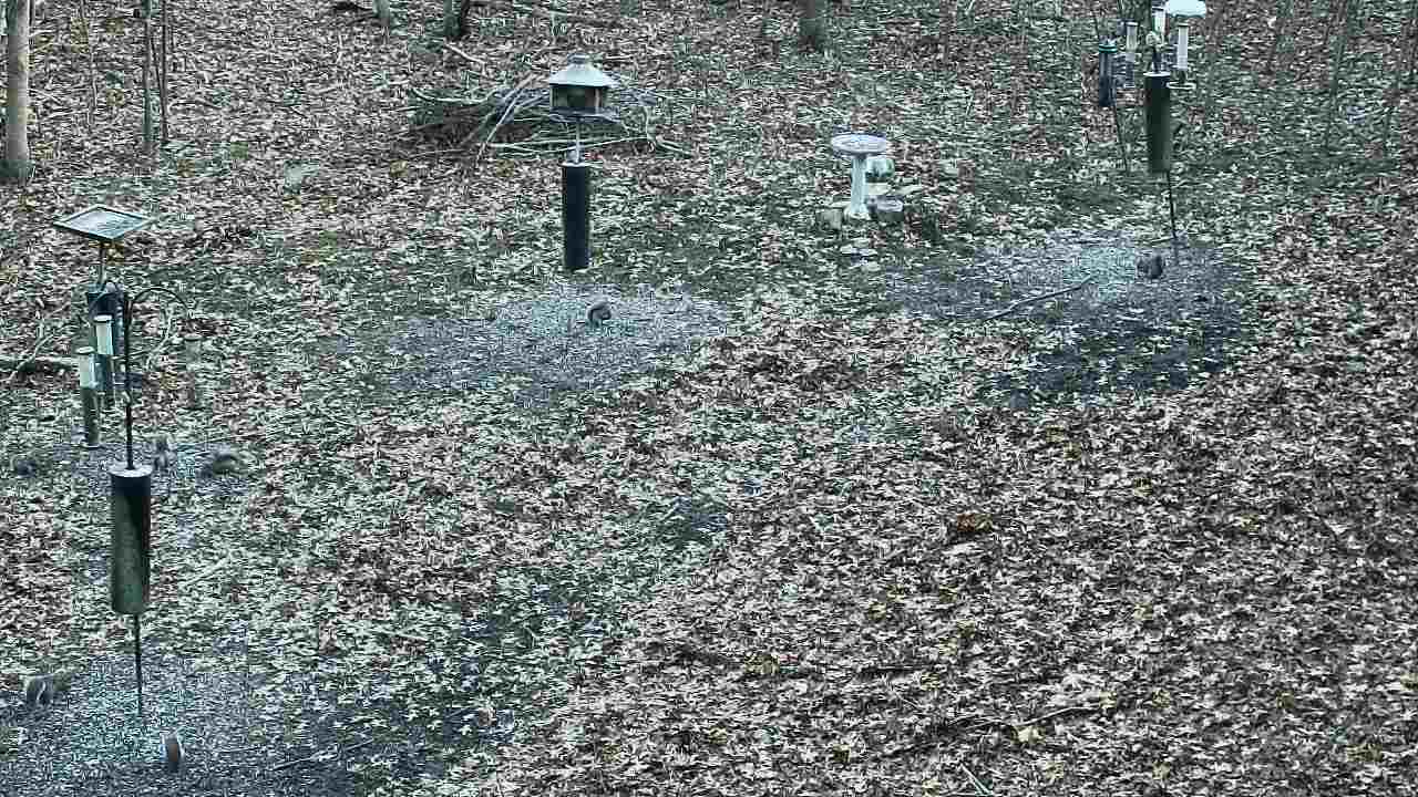 Thumbnail for current weather camera view from Cincinnati Nature Center in Batavia, Ohio
