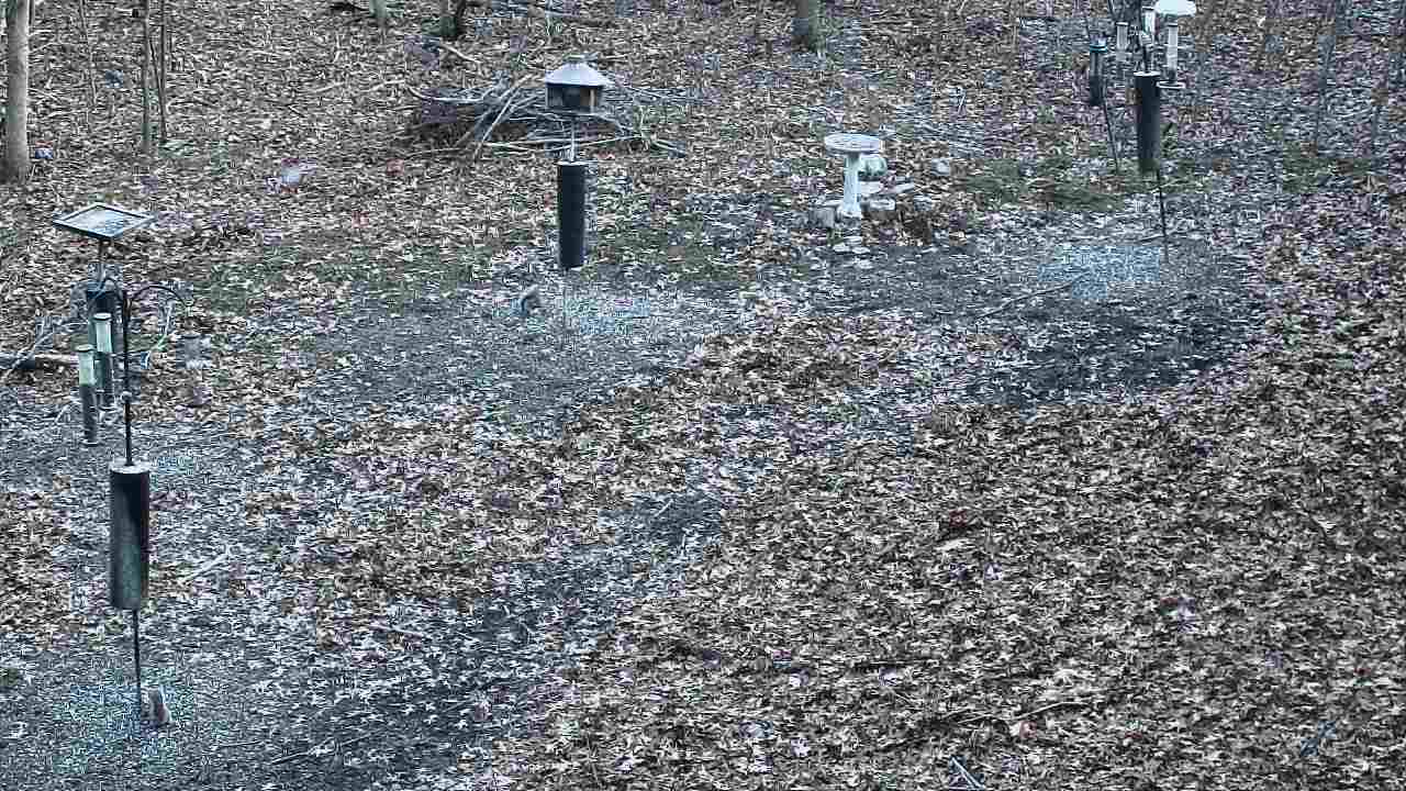 Thumbnail for current weather camera view from Cincinnati Nature Center in Batavia, Ohio