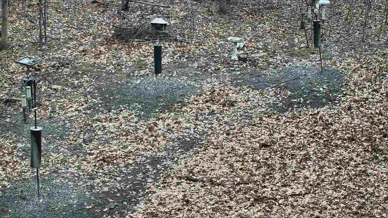 Thumbnail for current weather camera view from Cincinnati Nature Center in Batavia, Ohio