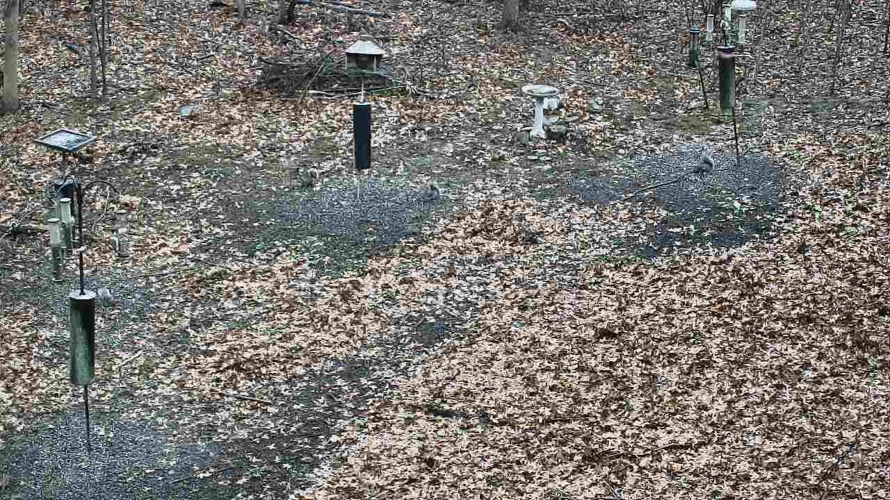 Thumbnail for current weather camera view from Cincinnati Nature Center in Batavia, Ohio