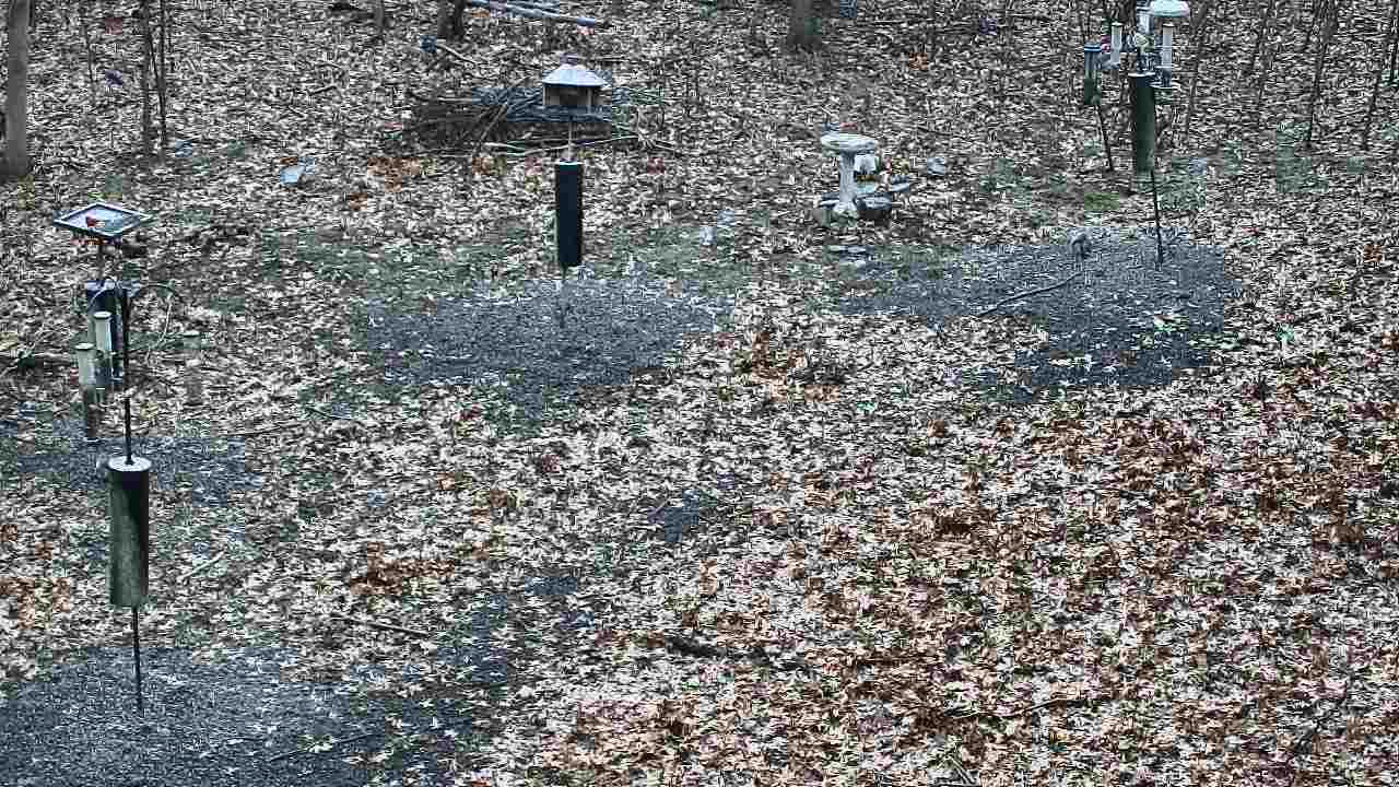 Thumbnail for current weather camera view from Cincinnati Nature Center in Batavia, Ohio