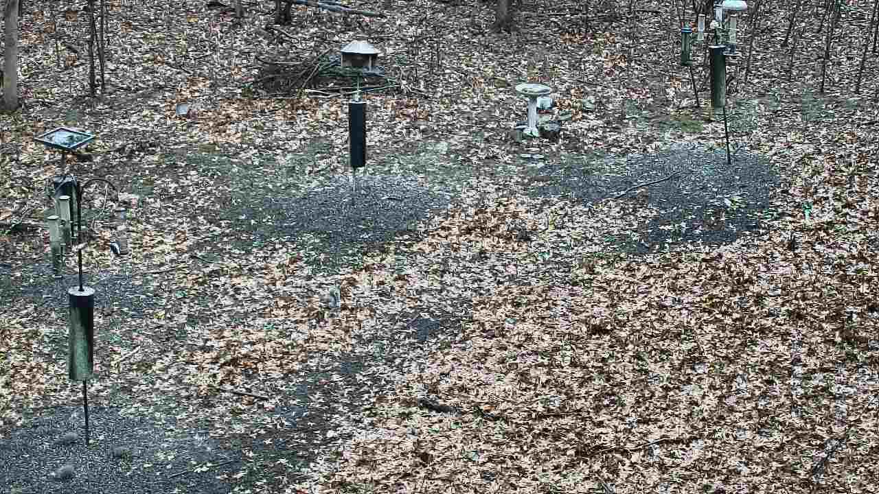 Thumbnail for current weather camera view from Cincinnati Nature Center in Batavia, Ohio