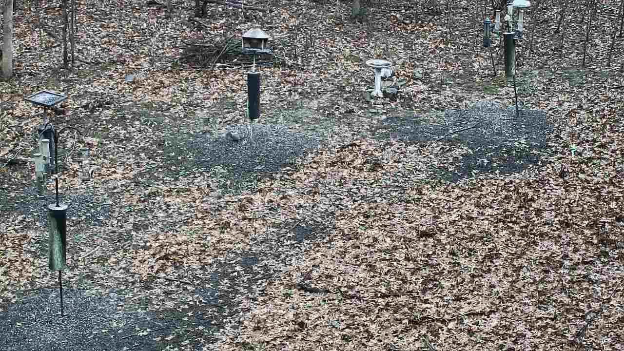 Thumbnail for current weather camera view from Cincinnati Nature Center in Batavia, Ohio