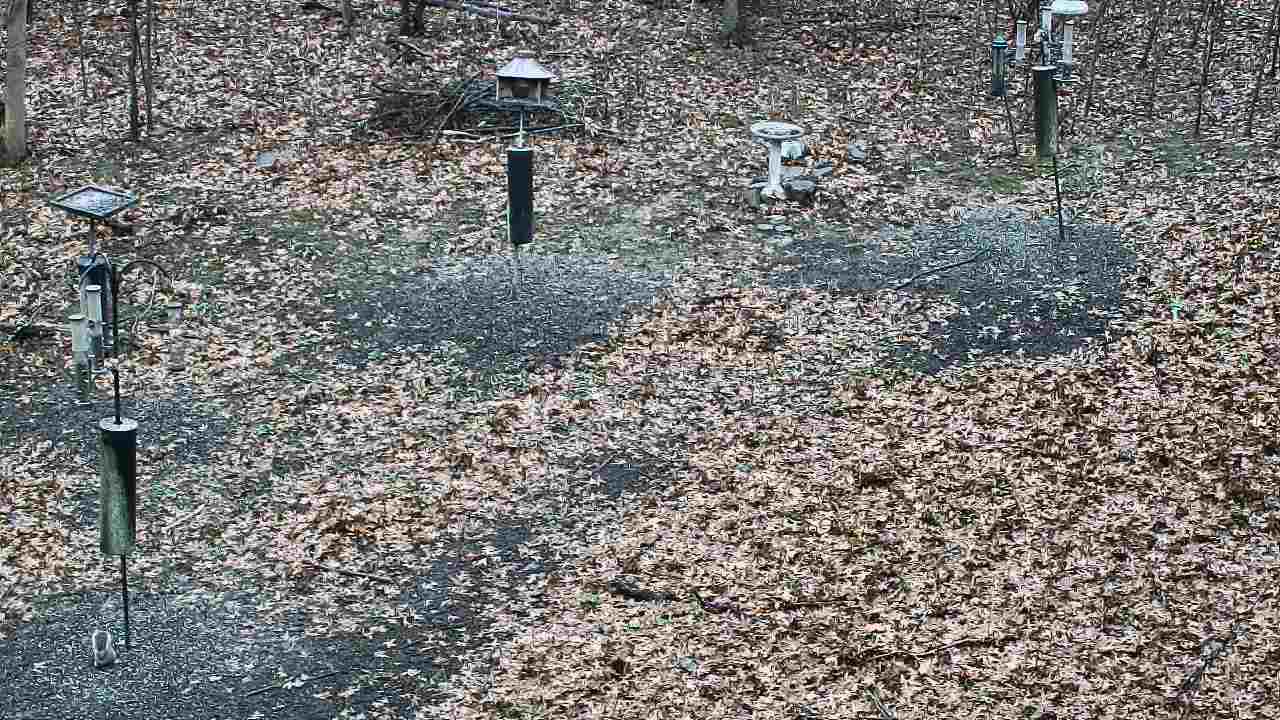 Thumbnail for current weather camera view from Cincinnati Nature Center in Batavia, Ohio